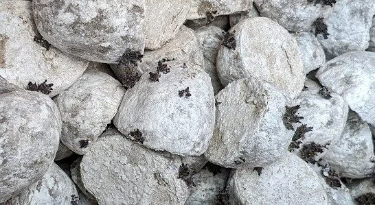 Kiemen op gesneden poter